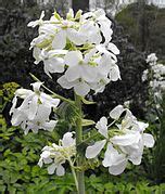 銀扇草|銀扇草屬 (Lunaria)